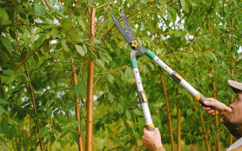Tree trimming in Edwards, NY